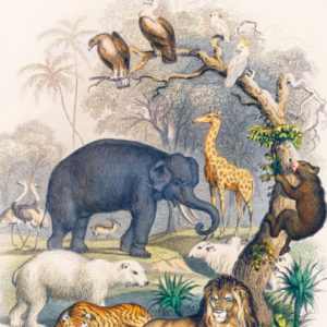 ebook cover for wild life colouring book